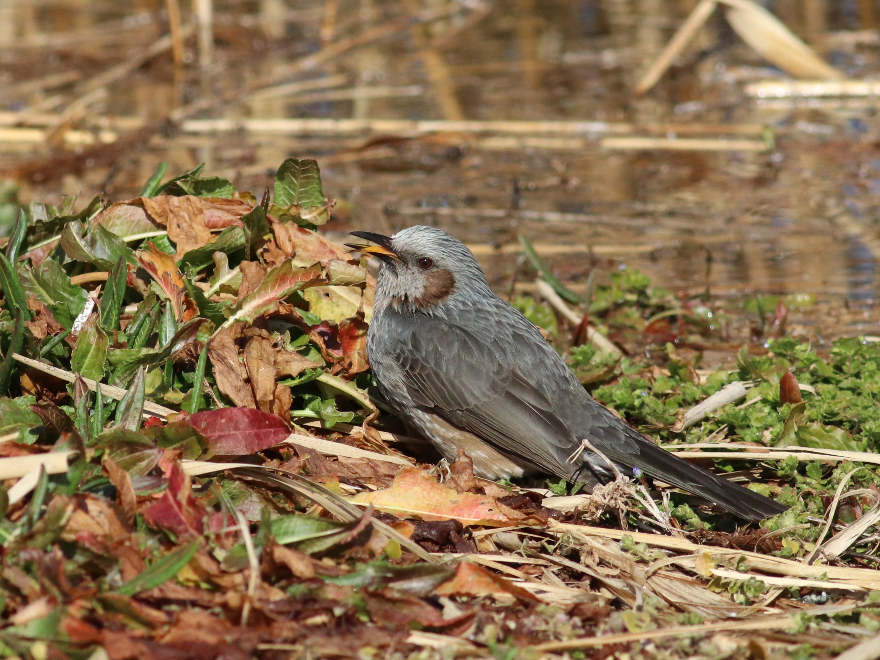 草喰うヒヨドリ
